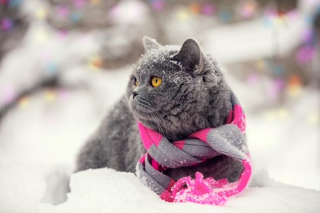 Moda portret kota noszącego szalik na drutach w śnieżną zimę