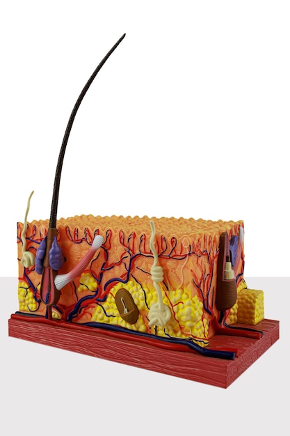 Model anatomiczny ludzkiej skóry w sekcji Makieta skóry z warstwami skóry właściwej i mieszkiem włosowym