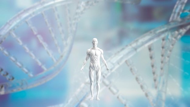 Model białych mięśni na tle Dna dla renderowania 3d koncepcji naukowej lub zdrowotnej i medycznej