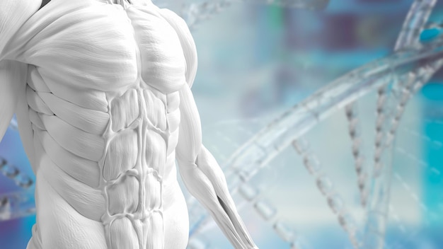 Model białych mięśni na tle Dna dla renderowania 3d koncepcji naukowej lub zdrowotnej i medycznej