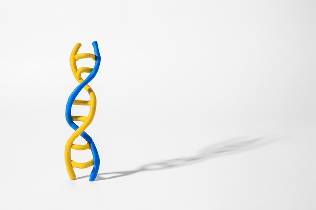 Model cząsteczki DNA wykonany z kolorowej plasteliny na białym tle miejsca na tekst