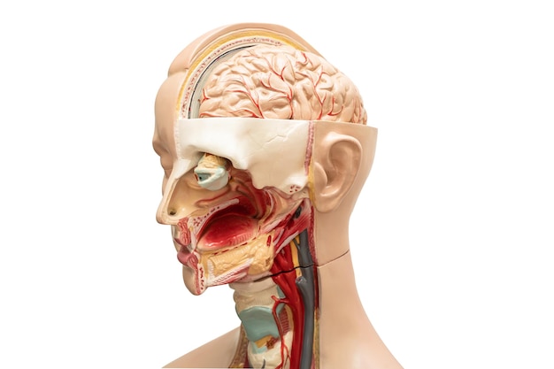 Zdjęcie model ludzkiego mózgu przedstawiający anatomię głowy na potrzeby kursu medycznego nauczania edukacji medycznej