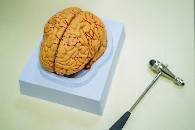 Model mózgu na stole Koncepcja neurochirurgii Hummer neurochirurgiczny Anatomia mózgu człowieka Renderowanie 3d
