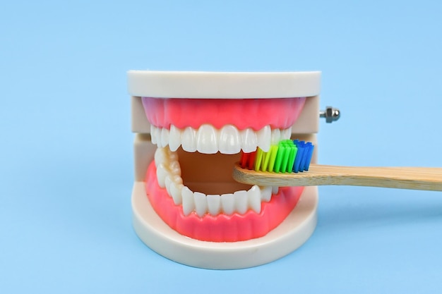 Model zębów i kolorowa bambusowa szczoteczka do zębów Higiena produktów do higieny jamy ustnej