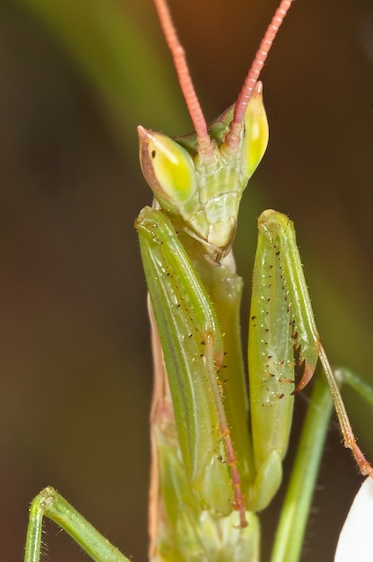 modliszka (Apteromantis aptera)