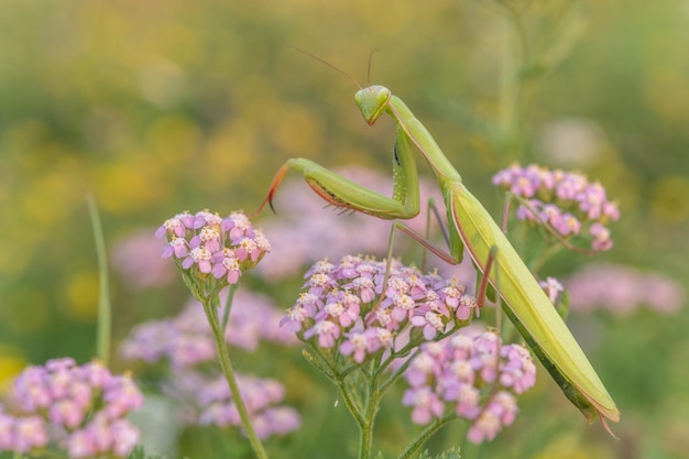 Modliszka Mantis religiosa na widok na różowy kwiat