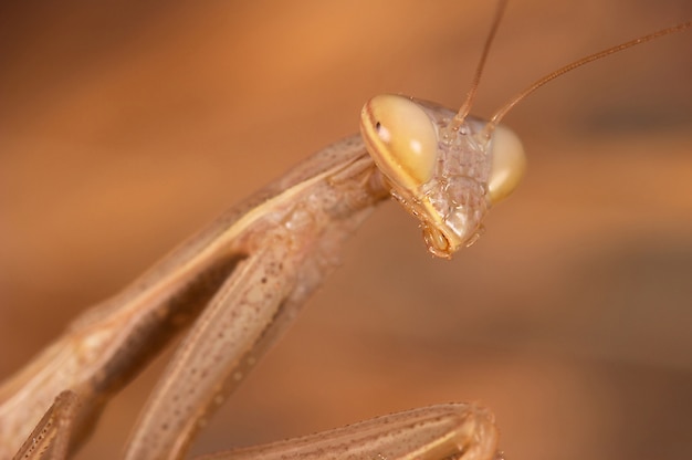 Modliszka (Mantis religiosa)