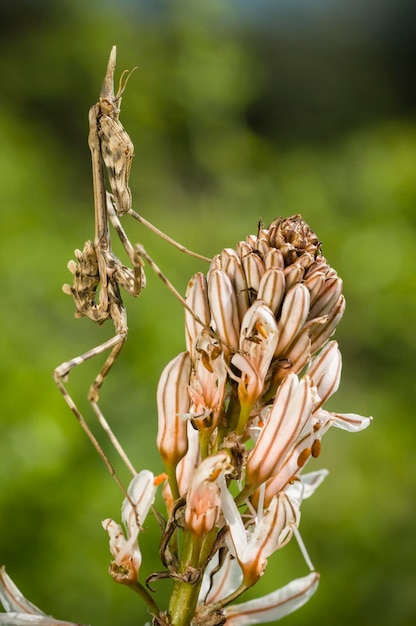 Modliszka stożkowa Empusa pennata