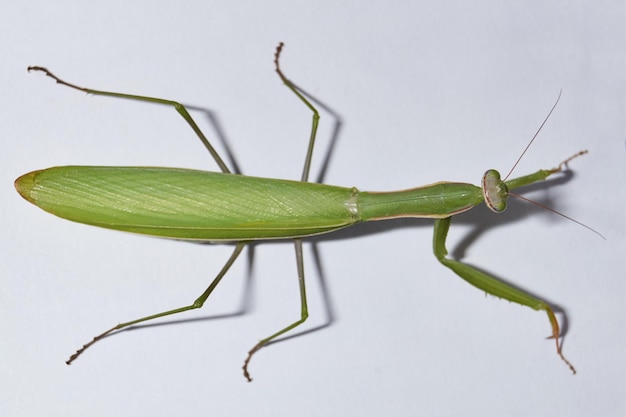 Modliszka zwyczajna (łac. Mantis religiosa) czeka, aż ofiara pojawi się blisko na rzut.