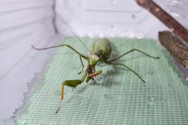 Zdjęcie modliszka zwyczajna lat mantis religiosa zjada muchę