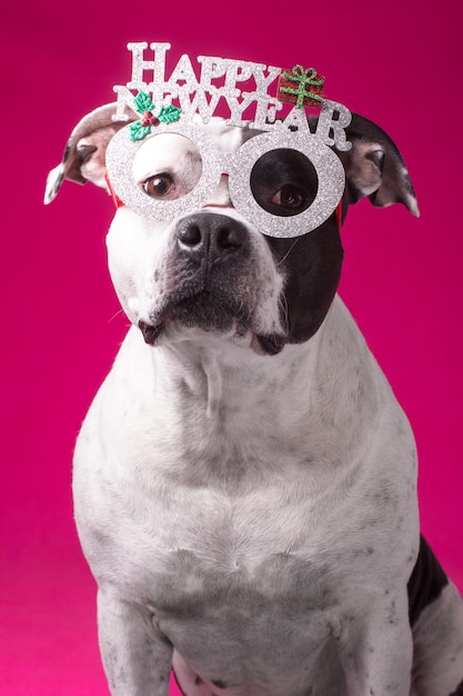 Modny pies w okularach karnawałowych Nowy Rok i święta Bożego Narodzenia