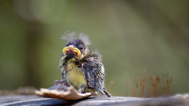 Modraszka (Cyanistes caeruleus) Młode