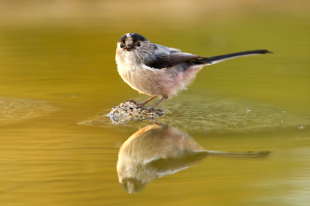 Zdjęcie modraszka, ptaki, ptaki śpiewające, aegithalos caudatus