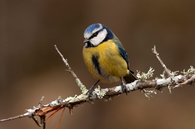 Modraszka, sikora, ptaki, zwierzę, Cyanistes caeruleus