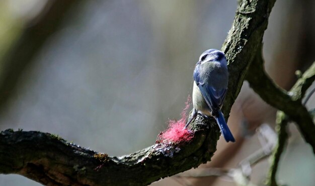 Modraszka zbierająca materiały do gniazda