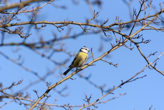 Modraszka zwyczajna Cyanistes caeruleus jest małym ptakiem wróblowatym z rodziny sikorowatych