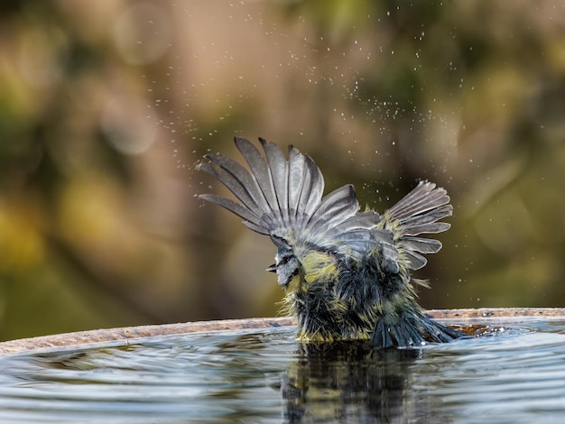 Modraszka zwyczajna (Cyanistes caeruleus).