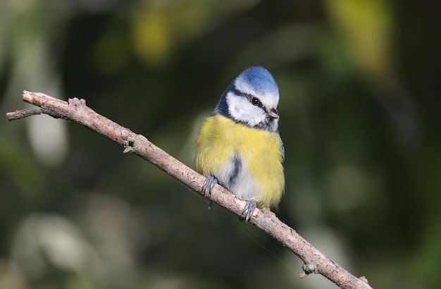 Modraszka zwyczajna Cyanistes caeruleus