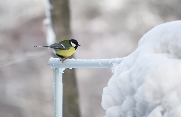 Modraszka zwyczajna na zewnątrz. Cyanistes caeruleus dzikiego ptactwa w okresie zimowym.