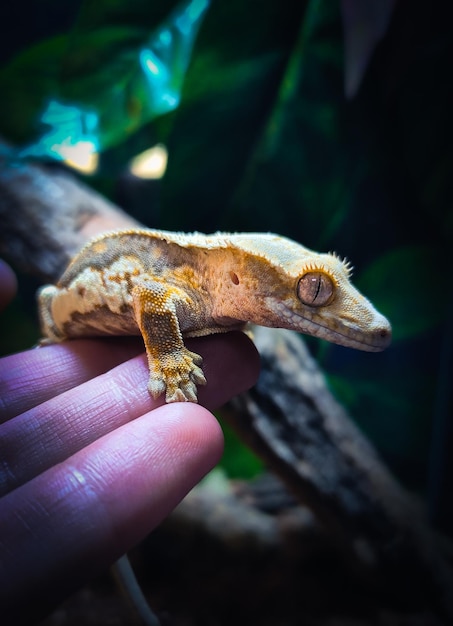 Zdjęcie moje piękne gekony czubate w terrarium