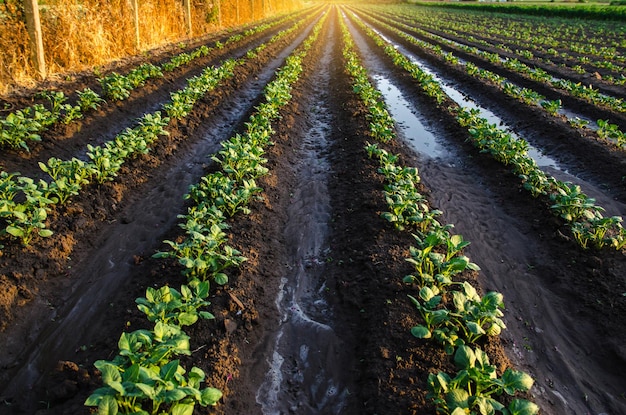 Mokra gleba na plantacji ziemniaków wczesnym rankiem Deszcz i opady Powierzchniowe nawadnianie upraw na plantacji Rolnictwo i agrobiznes Uprawa warzyw na świeżym powietrzu na otwartym polu