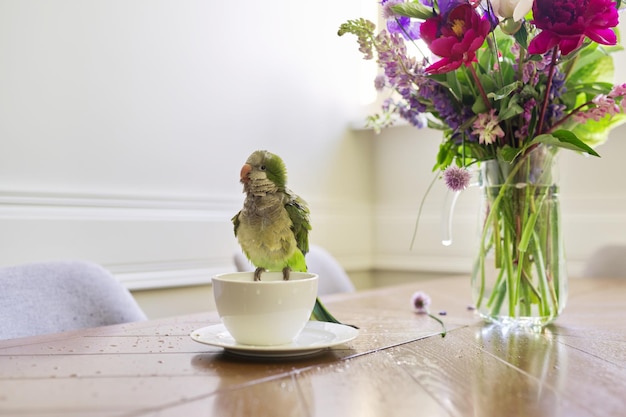 Mokra zielona papuga kąpiąca się w kubku ptak cieszący się kąpielą quaker papuga na stole