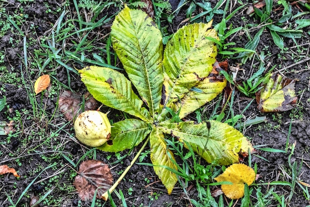 Mokre kasztany w deszczu Jesienne liście Głęboka jesień Zła pogoda