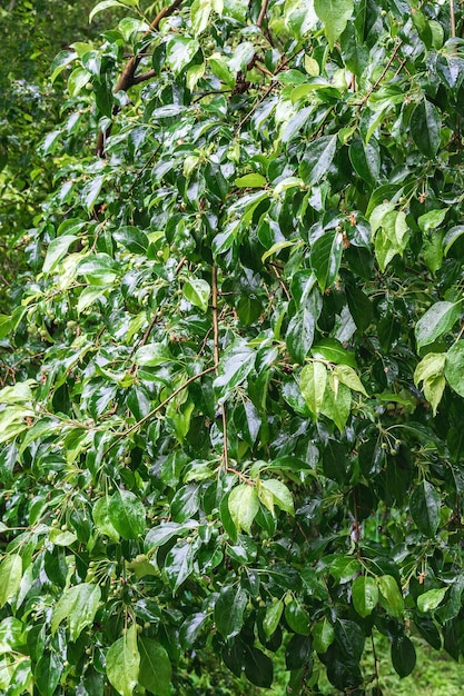 Mokre liście drzewa z kroplami wody po deszczu Wzór i tekstura mokrych liści