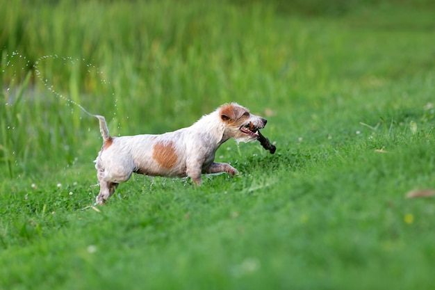 Mokry jack russel terrier bawi się kijem