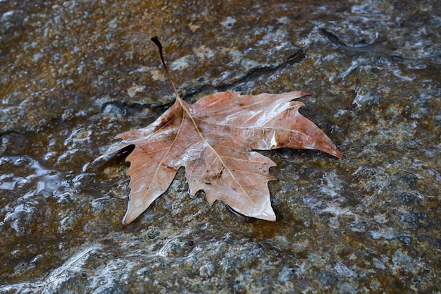 Mokry liść, który spadł z drzewa, leży na kamieniu w jesienny deszczowy dzień