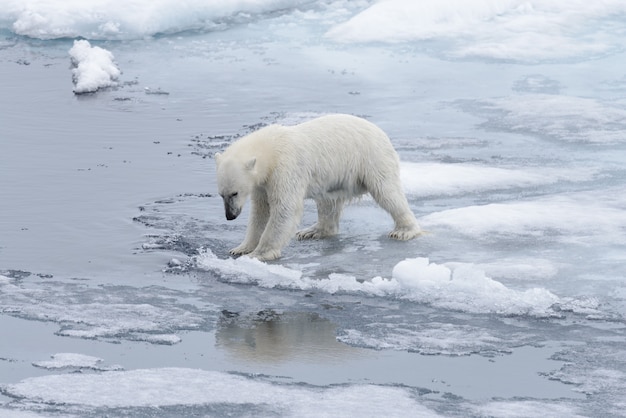 Zdjęcie mokry niedźwiedź polarny idzie na paczkę lodzie w morzu arktycznym