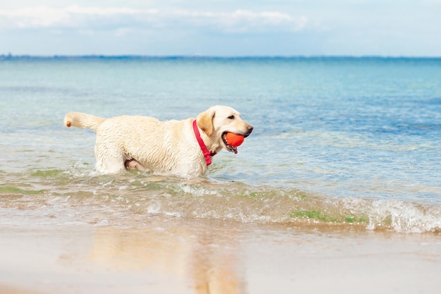 Mokry pies bawiący się w morzu latem golden retriever odpoczywający na plaży