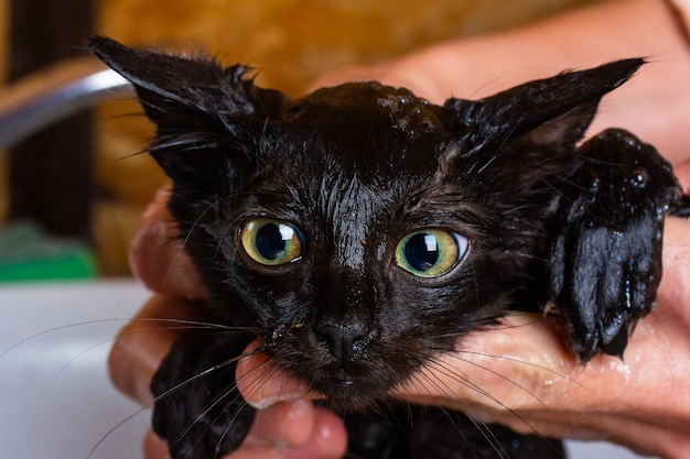 Mokry pysk czarnego małego kociaka z pchłami podczas kąpieli z bliska