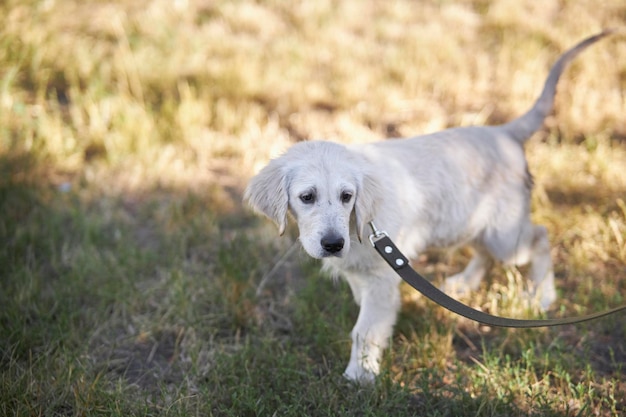 mokry szczeniak golden retriever siedzi na zielonej trawie w parku po kąpieli