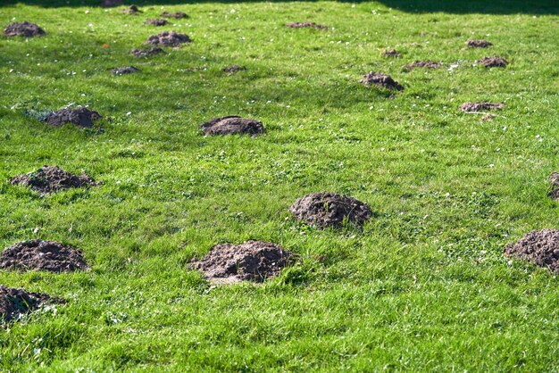 Zdjęcie mole grzebią się w zielonej trawie.