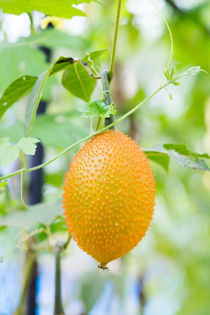 Momordica cochinchinensis