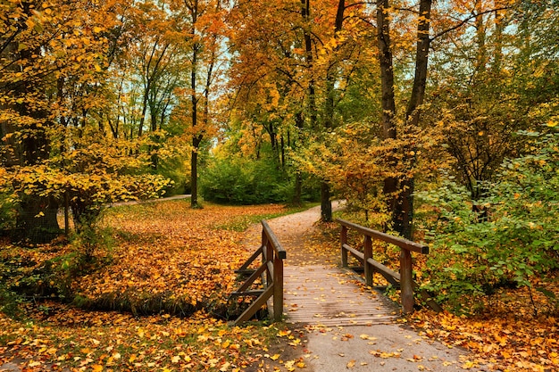 Monachium ogród angielski englischer park ogrodowy jesienią monachium bawaria niemcy