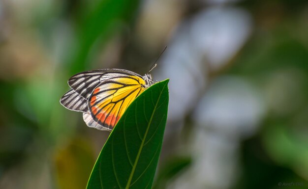 Monarch Beautiful Butterfly Photography Piękny motyl na kwiecie Macro Photography Beautyfu