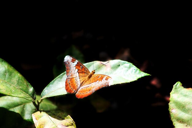 Monarch Beautiful Butterfly Photography Piękny motyl na kwiecie Macro Photography Beautyfu