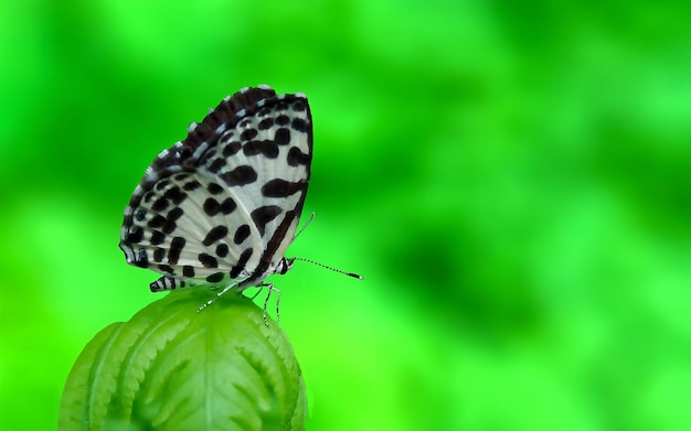 Monarch Beautiful Butterfly Photography Piękny motyl na kwiecie Macro Photography Beautyfu