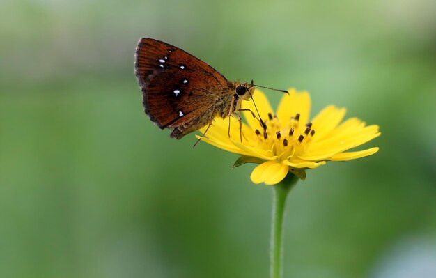 Monarch Beautiful Butterfly Photography Piękny motyl na kwiecie Macro Photography Beautyfu