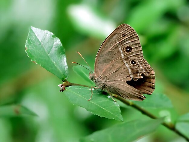 Monarch Beautiful Butterfly Photography Piękny motyl na kwiecie Macro Photography Beautyfu