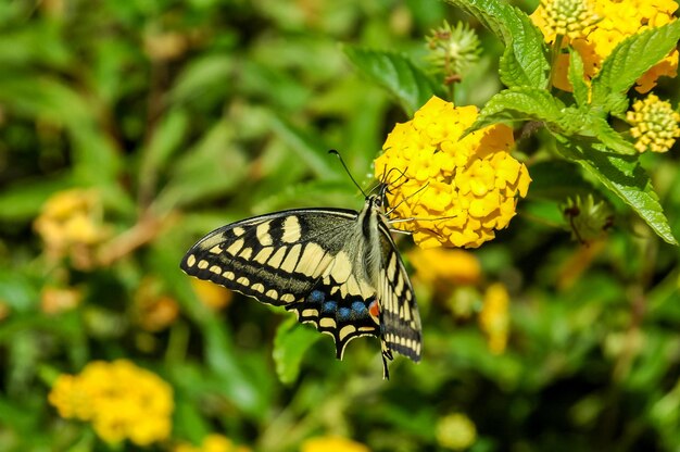 Monarch Butterfly Danaus plexippus