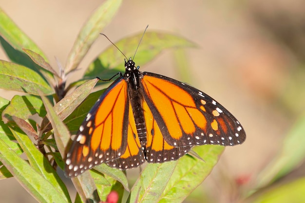 Monarch Butterfly Monarch Wędrowiec Mleczny Lub Czarny żyłkowany Brązowy Danaus Plexippus Malaga