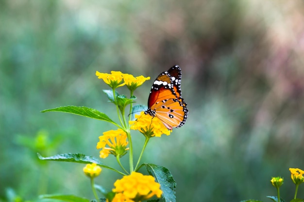 Monarch Butterfly — Motyl Monarcha żywiący Się Kwiatami W Letnim Ogrodzie