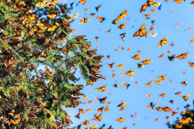 Monarchiczne motyle Danaus plexippus lecą na tle błękitnego nieba w parku Rezerwat El Rosario w Biosfera Monarca Angangueo w stanie Michoacan Meksyk