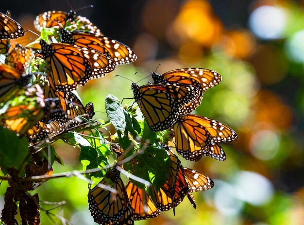 Monarchiczne motyle Danaus plexippus siedzą na gałęziach w lesie w parku Rezerwat El Rosario w Biosfera Monarca Angangueo w stanie Michoacan Meksyk