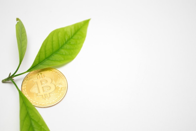 Moneta Bitcoin W Pobliżu Zielonej Kiełki Z Liśćmi. Koncepcja Wzrostu, Miejsce. Roślina I Bitcoin, Wzrost Kryptowaluty.