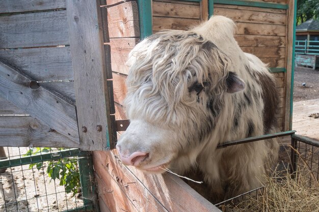 Zdjęcie mongolski jaki w klatce na wolnym powietrzu na farmie zjada siano portret zwierzęcia domowego