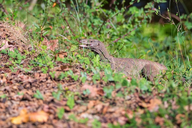 Monitory bengalskie lub varanus bengalensis wykonują krycie